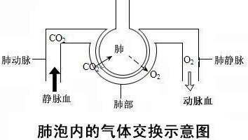 手动阀的作用，掌控流体系统的核心组件