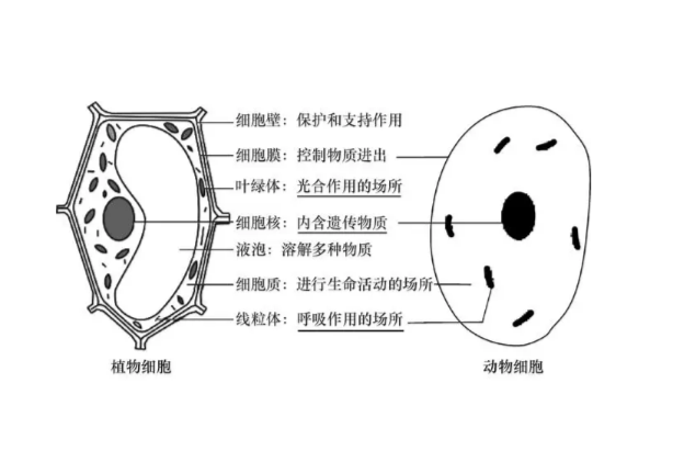 离子风棒结构图